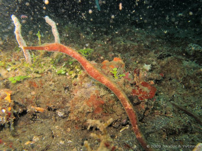 Staartloze zeenaald, Trachyrhamphus bicoarctatus, Nudi Falls, Straat van Lembeh