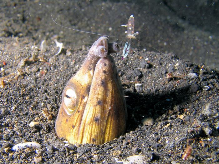 Black-finned snake eel met poetsgarnaal, Ophichthus altipennis met Periclimenes ornatus, Hairball, Straat van Lembeh