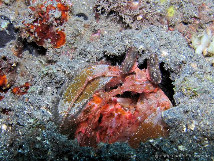 Bidsprinkhaankreeft, Lysiosquillina lisa, Teluk Kembahu I, Straat van Lembeh