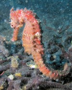 Crowned sea-horse