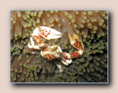 [Click to enlarge image]