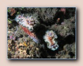 [Click to enlarge image]