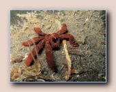 [Click to enlarge image]