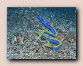 [Click to enlarge image]