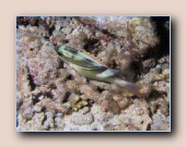 [Click to enlarge image]