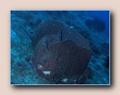 [Click to enlarge image]