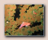 [Click to enlarge image]