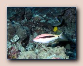 [Click to enlarge image]