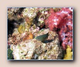 [Click to enlarge image]