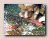 [Click to enlarge image]