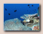 [Click to enlarge image]