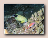 [Click to enlarge image]