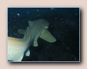 [Click to enlarge image]