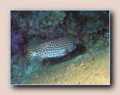 [Click to enlarge image]