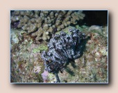 [Click to enlarge image]