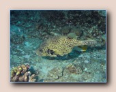 [Click to enlarge image]