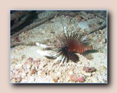 [Click to enlarge image]