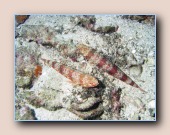 [Click to enlarge image]