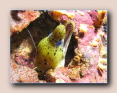 [Click to enlarge image]