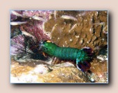 [Click to enlarge image]