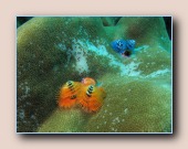 [Click to enlarge image]