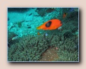 [Click to enlarge image]