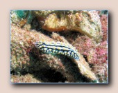 [Click to enlarge image]