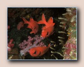 [Click to enlarge image]