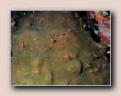 [Click to enlarge image]