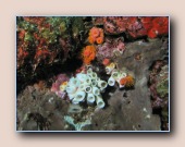 [Click to enlarge image]