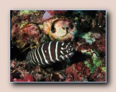 [Click to enlarge image]