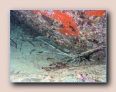 [Click to enlarge image]