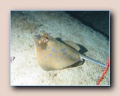 [Click to enlarge image]