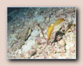 [Click to enlarge image]