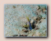 [Click to enlarge image]