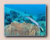 [Click to enlarge image]