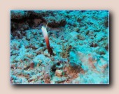 [Click to enlarge image]