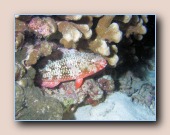 [Click to enlarge image]