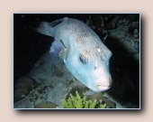 [Click to enlarge image]