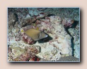 [Click to enlarge image]