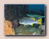 [Click to enlarge image]