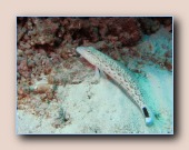 [Click to enlarge image]