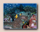 [Click to enlarge image]