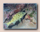 [Click to enlarge image]