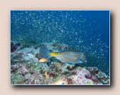 [Click to enlarge image]