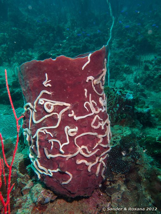 Lambert's worm sea cucumbers (Synaptula lamperti, white) on a giant barrel sponge (Xestospongia testudinaria) Hin Wong pinnacle, Koh Tao