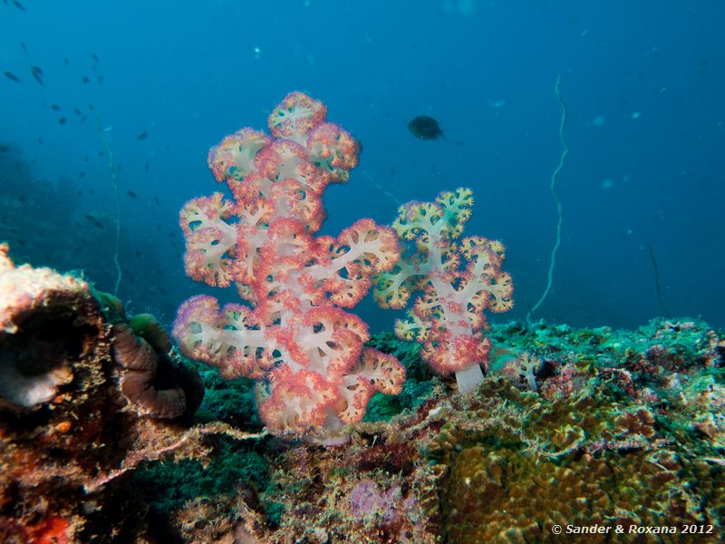 Prickly alcyonarian (Dendronephthya spp., soft coral) Hin Wong pinnacle, Koh Tao