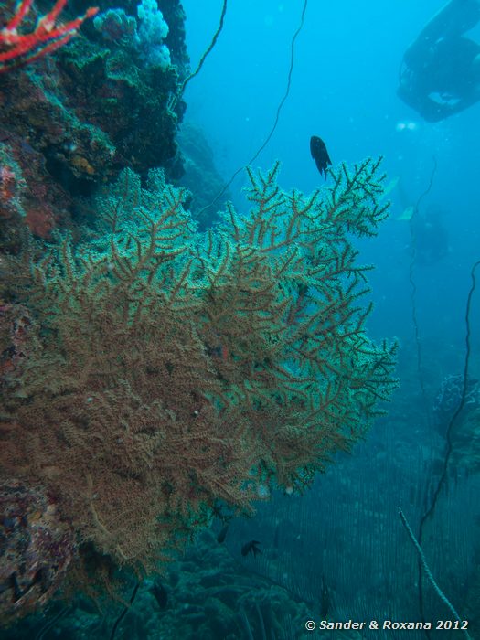 Gorgonians Hin Wong pinnacle, Koh Tao