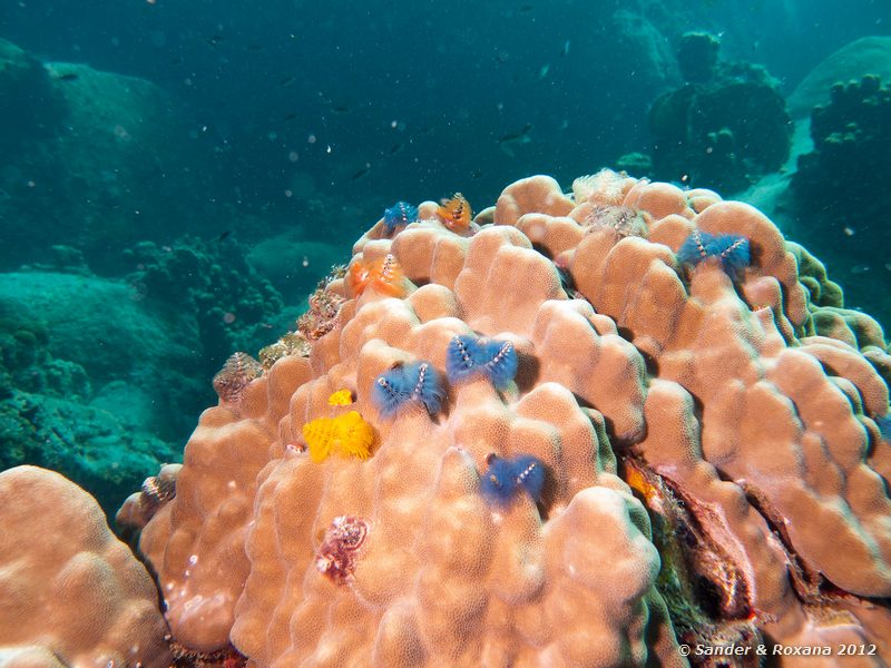 Christmas-tree worms (Spirobranchus corniculatus) in mountain coral (Porites cf. solida) Laom Thian pinnacle, Koh Tao