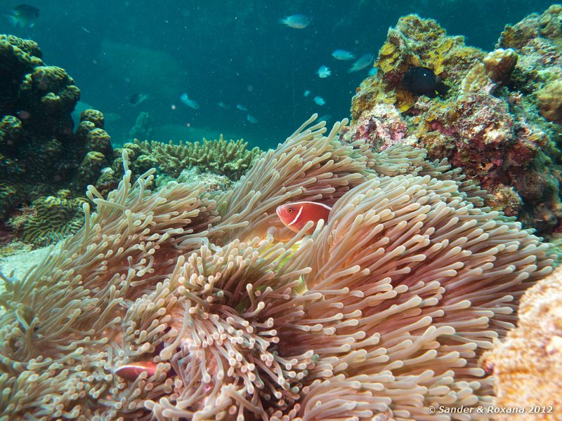 Pink anemonefish (Amphiprion perideraion) in magnificent sea anemone (Heteractis magnifica) Laom Thian pinnacle, Koh Tao